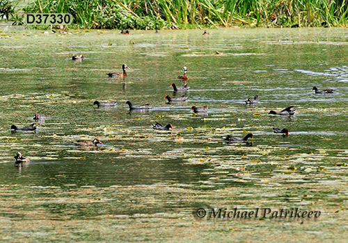 Common Gallinule (Gallinula galeata)